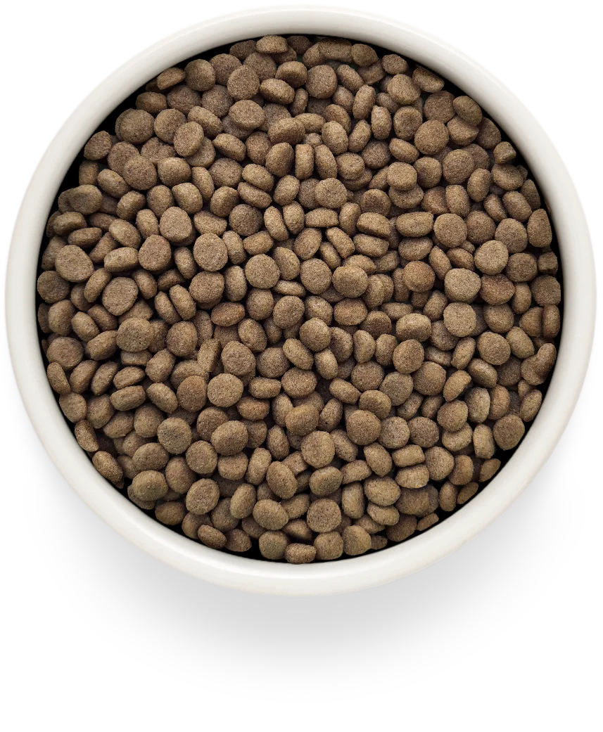 GRANDORF CAT GASTROINTESTINAL MODERATE CALORIE