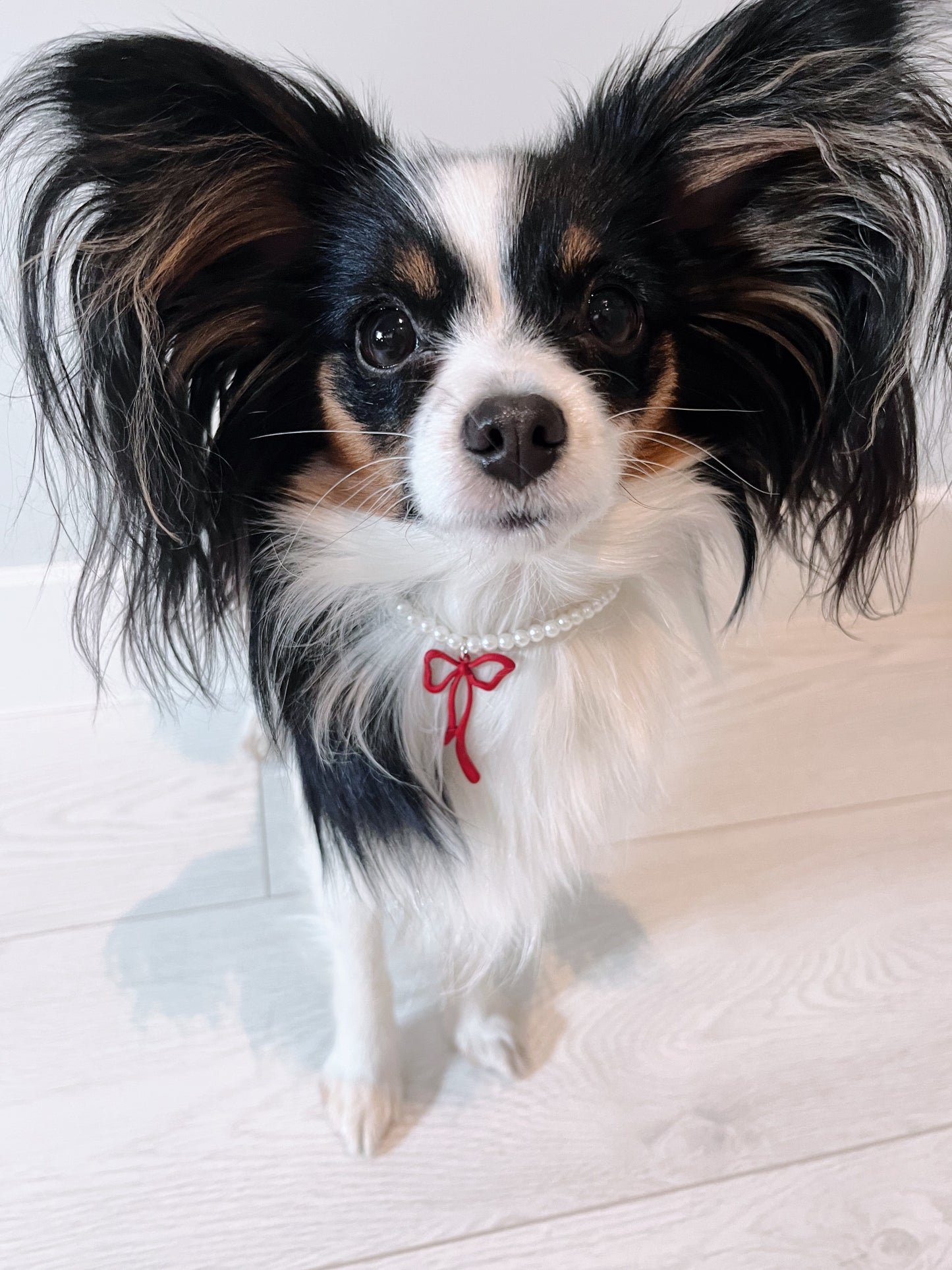P-Pets ожерелье для собак и кошек Pixie