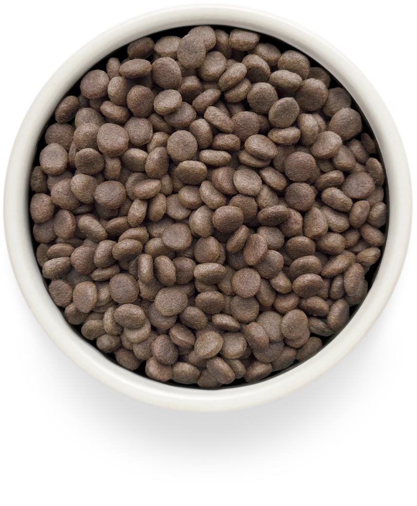 GRANDORF DOG RENAL