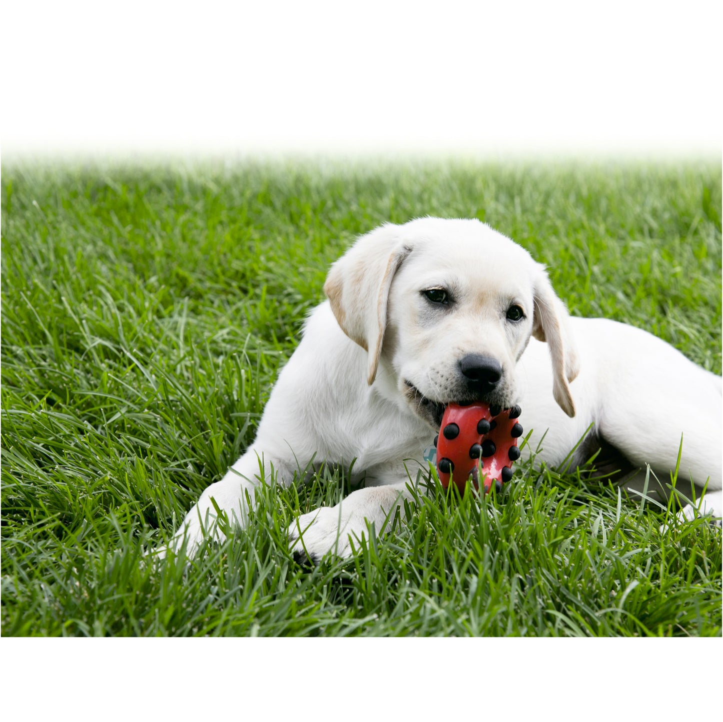 KONG® Toy Dotz Ring