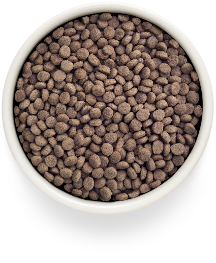GRANDORF CAT HYPOALLERGENIC