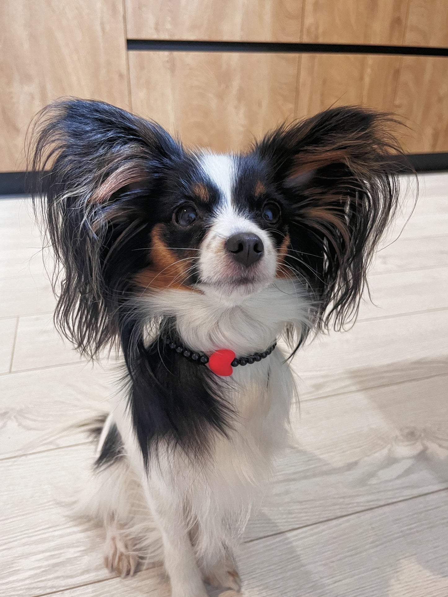 P-Pets ожерелье для собак и кошек Jessy