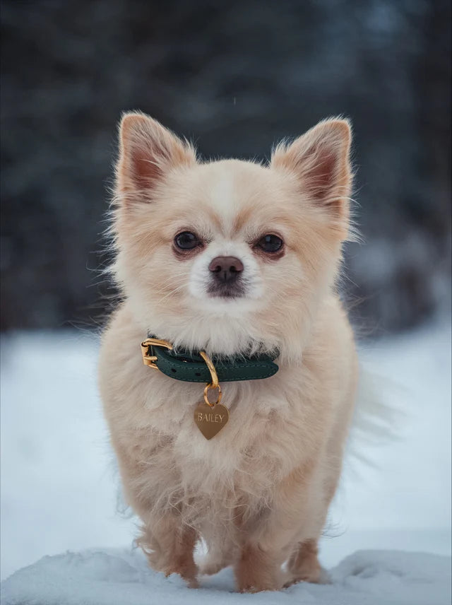 Collar of Sweden Ошейник Dark Green (Узкий)
