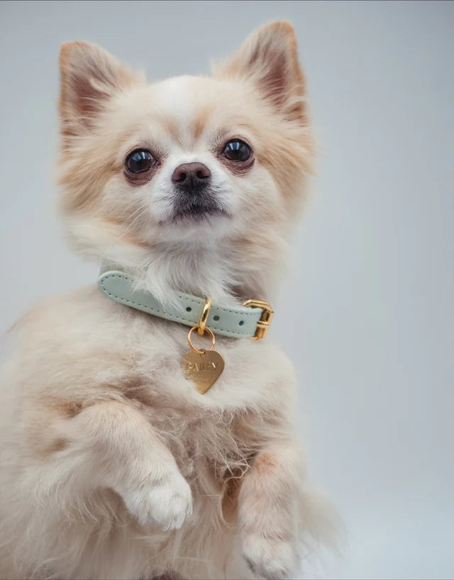 Collar of Sweden Ошейник Mint (Узкий)