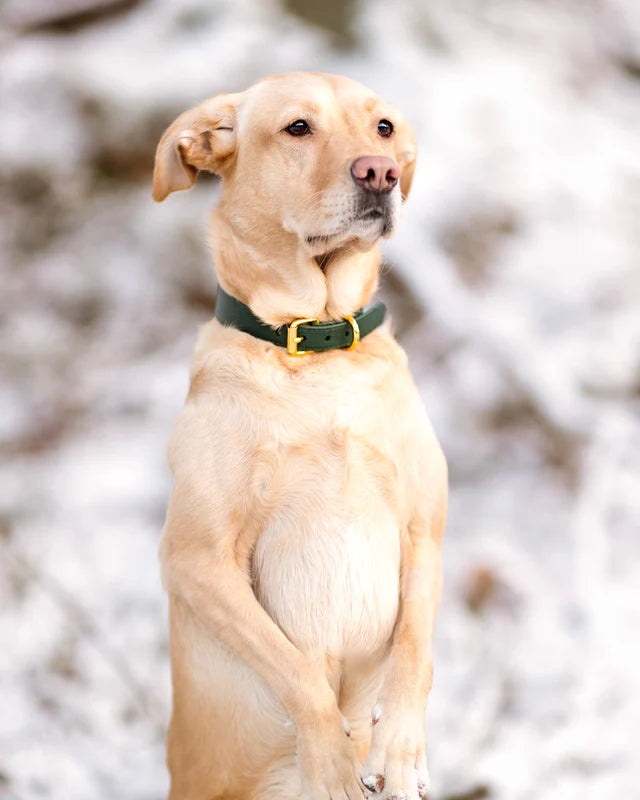 Collar of Sweden Ошейник Dark Green (Узкий)