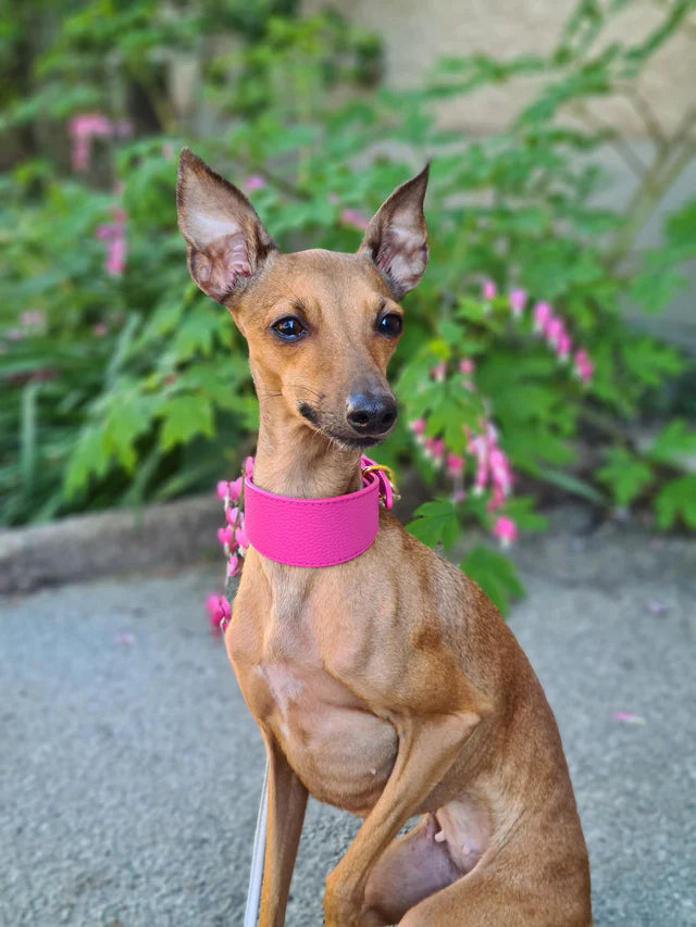 Collar of Sweden Ошейник Hot Pink (Широкий)