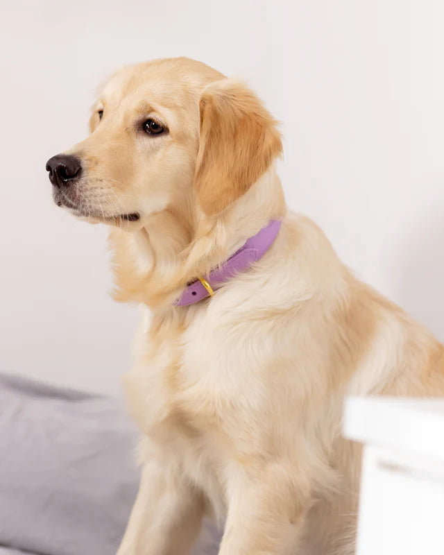 Collar of Sweden Ошейник Violet Croco (Узкий)