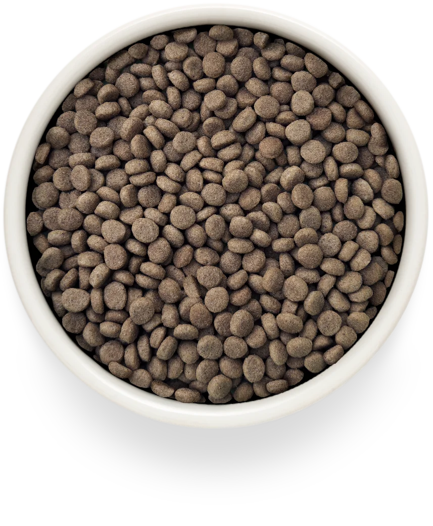 GRANDORF CAT RENAL