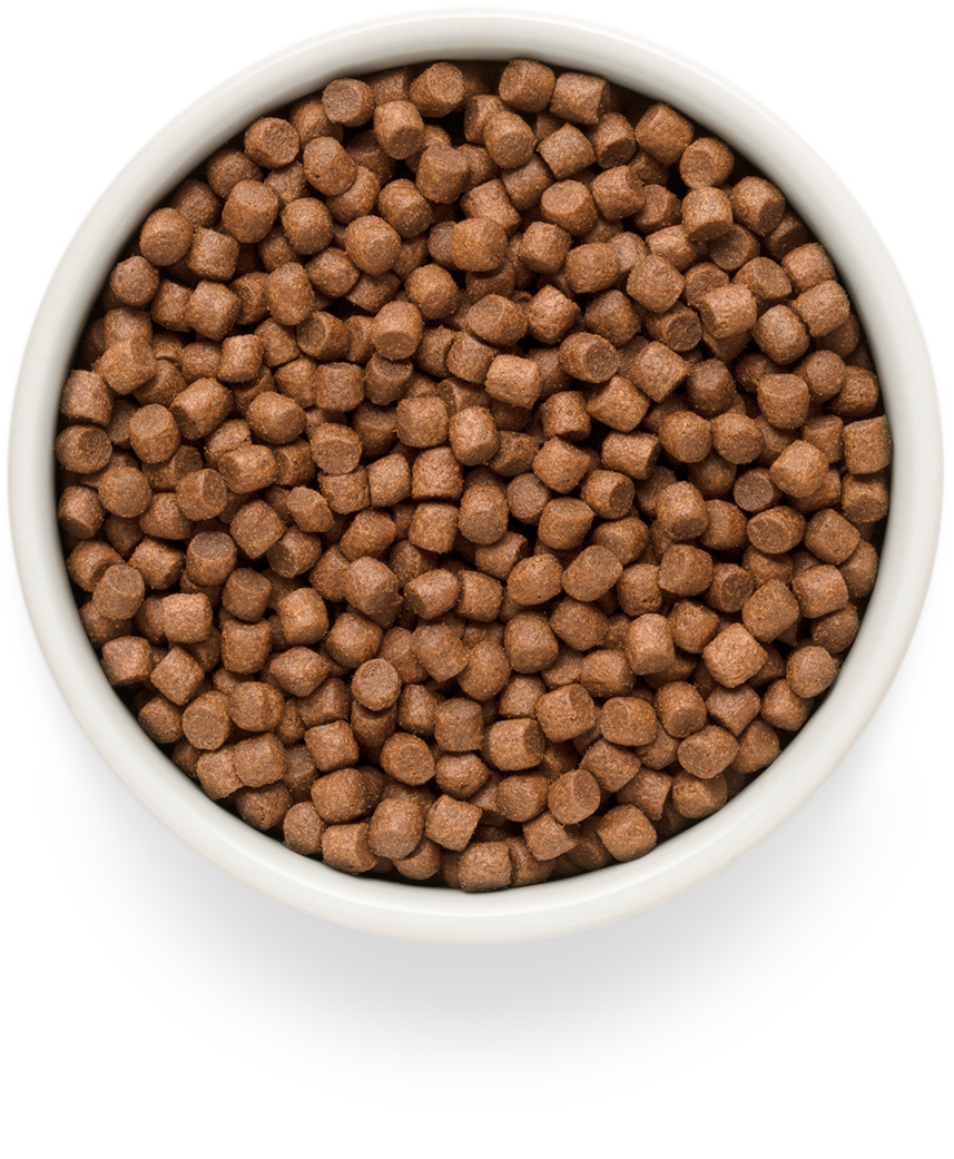 GRANDORF Fresh Salmon Adult Mini