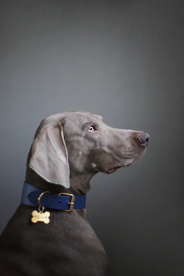Collar of Sweden Ошейник Dark Blue (Широкий)