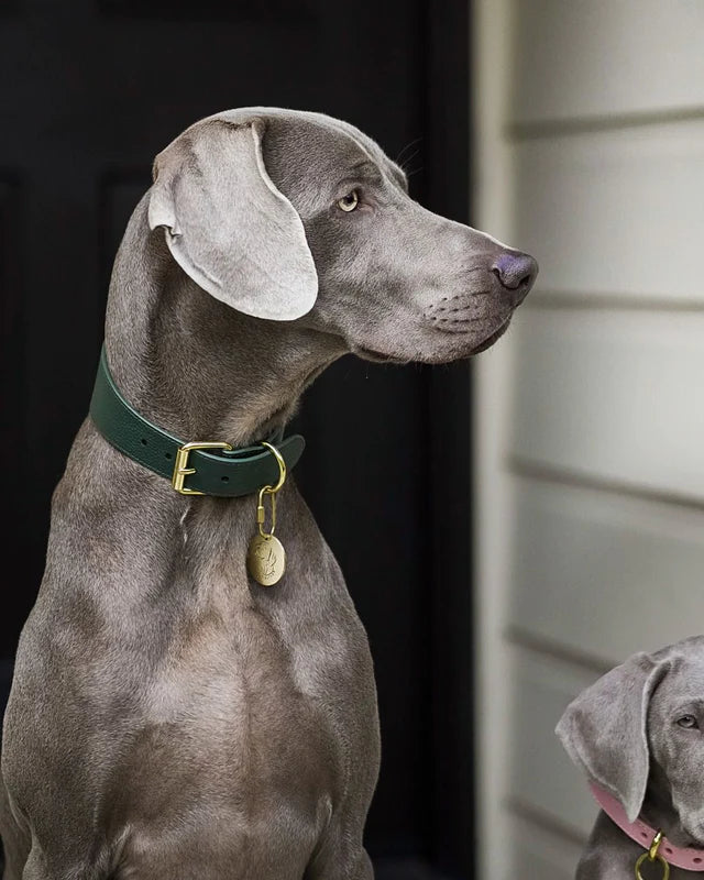 Collar of Sweden Ошейник Dark Green (Широкий)