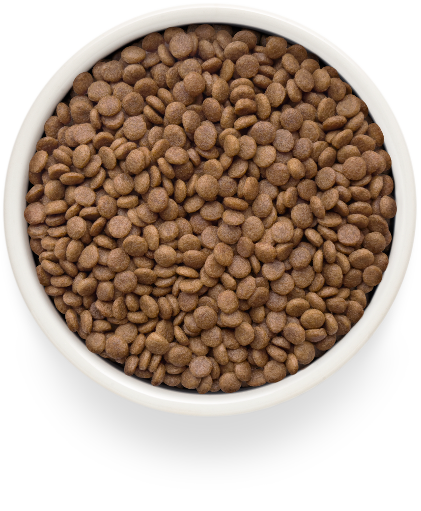 Grandorf Fresh Salmon Adult Cat Sterilised