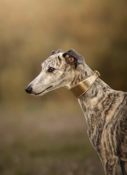 Collar of Sweden Ошейник Gold Metallic (Широкий)