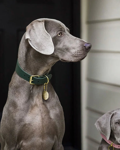 Collar of Sweden Ошейник Dark Green (Широкий)
